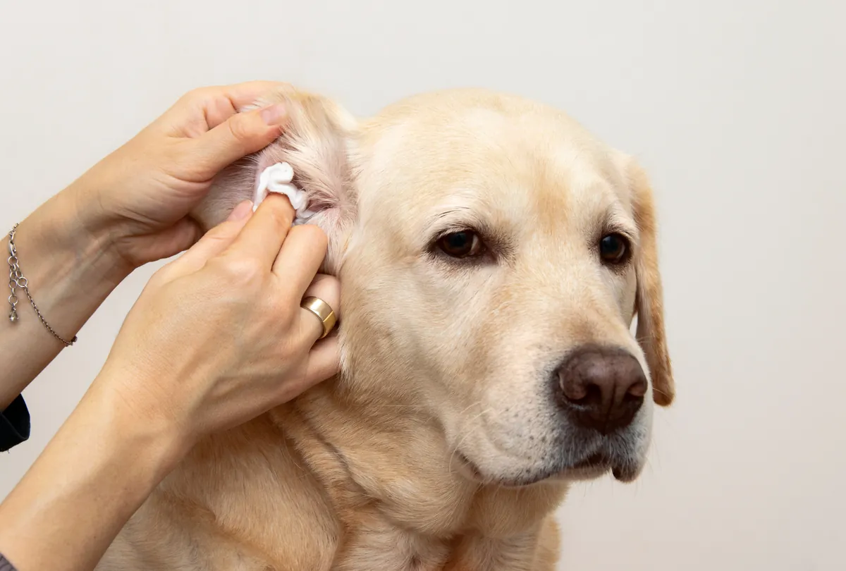 Why Regular Dog Ear Cleaning is Essential for Your Pet’s Health