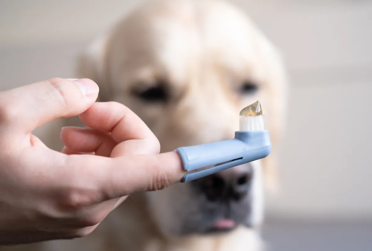 White dog with asthma inhaler being held up for respiratory demonstration