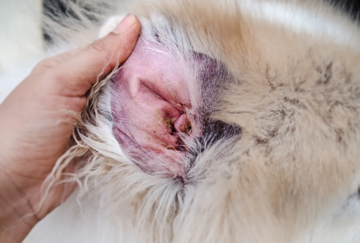 Close up of dog ear showing pink inflammation and signs of infection