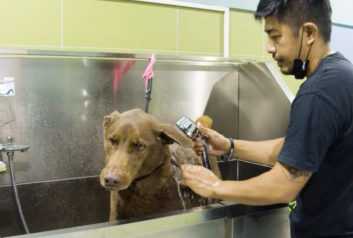 Brown Labrador being bathed in stainless steel basin with water spray