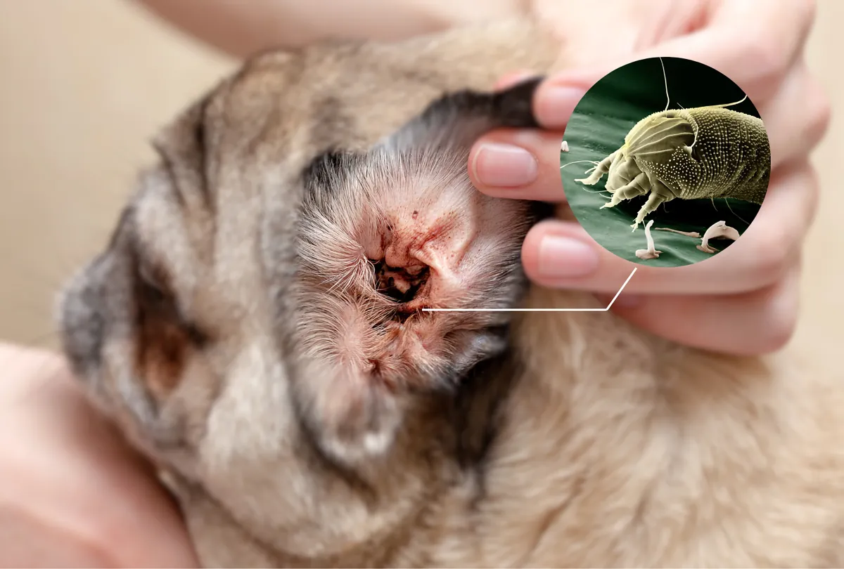 Dog ear image with magnified inset showing parasitic ear mite detail