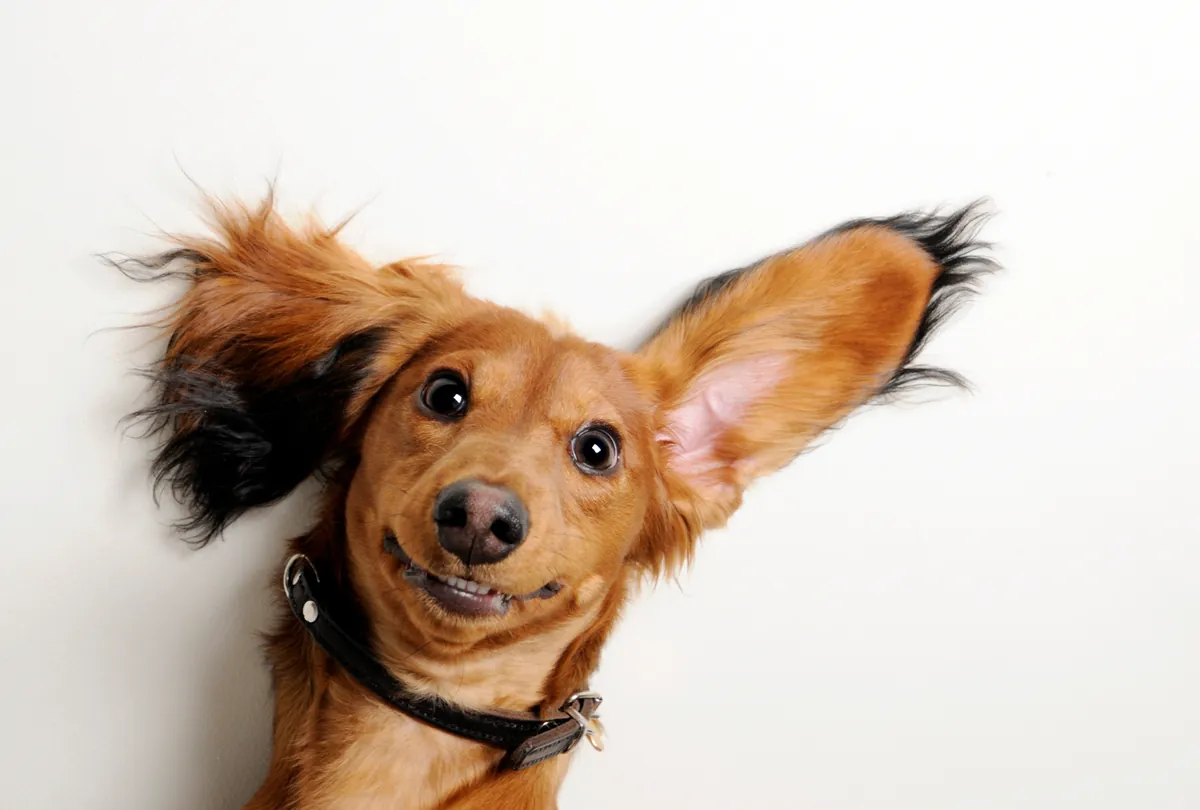 Brown dog with alert expression looking downward with raised ears