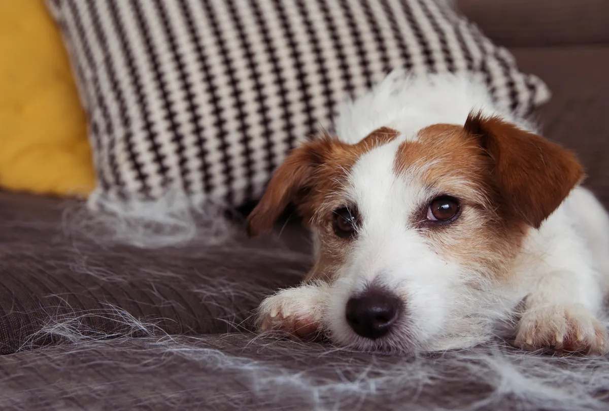 Summer Shedding: Managing Your Dog’s Coat During Warmer Months