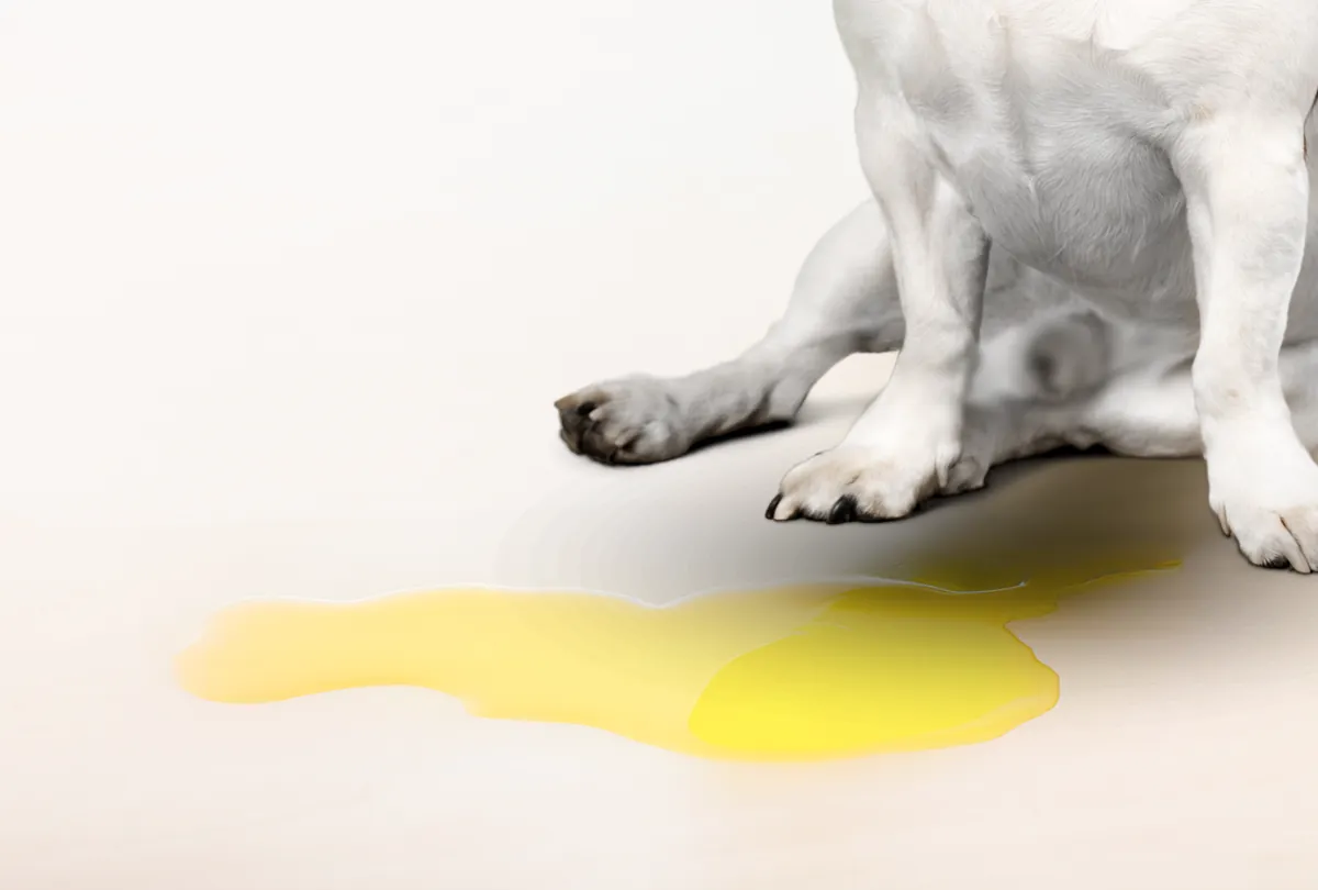 Dog bile - Bile vomiting syndrome