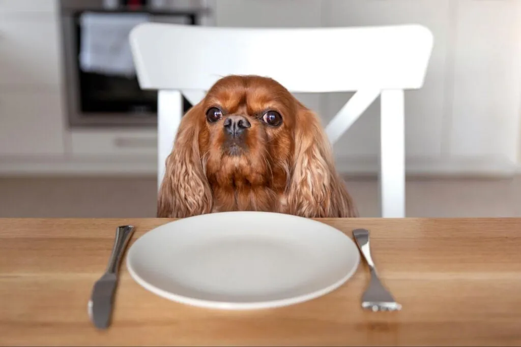 Raw vs Cooked Food for Dogs: Factors for Optimal Health & Nutrition