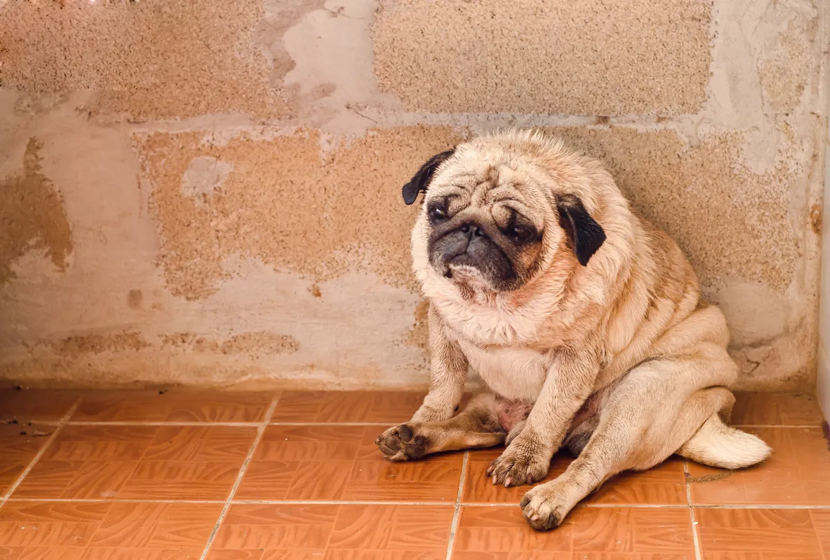 Effects of Poor Nutrition on Dogs, weakened immune system.