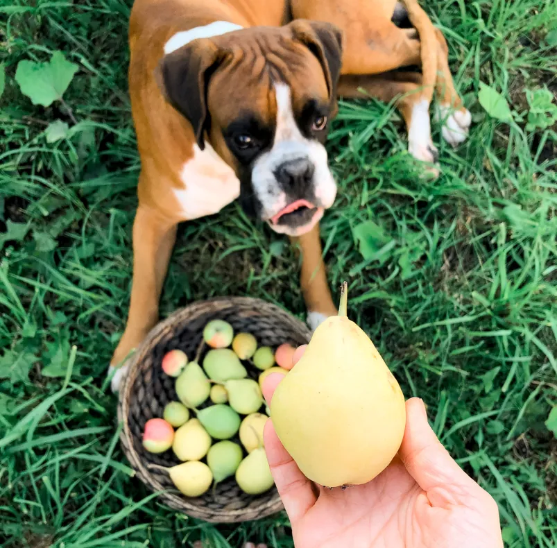 Brown dog looking at basket of healthy fruit-based treat options