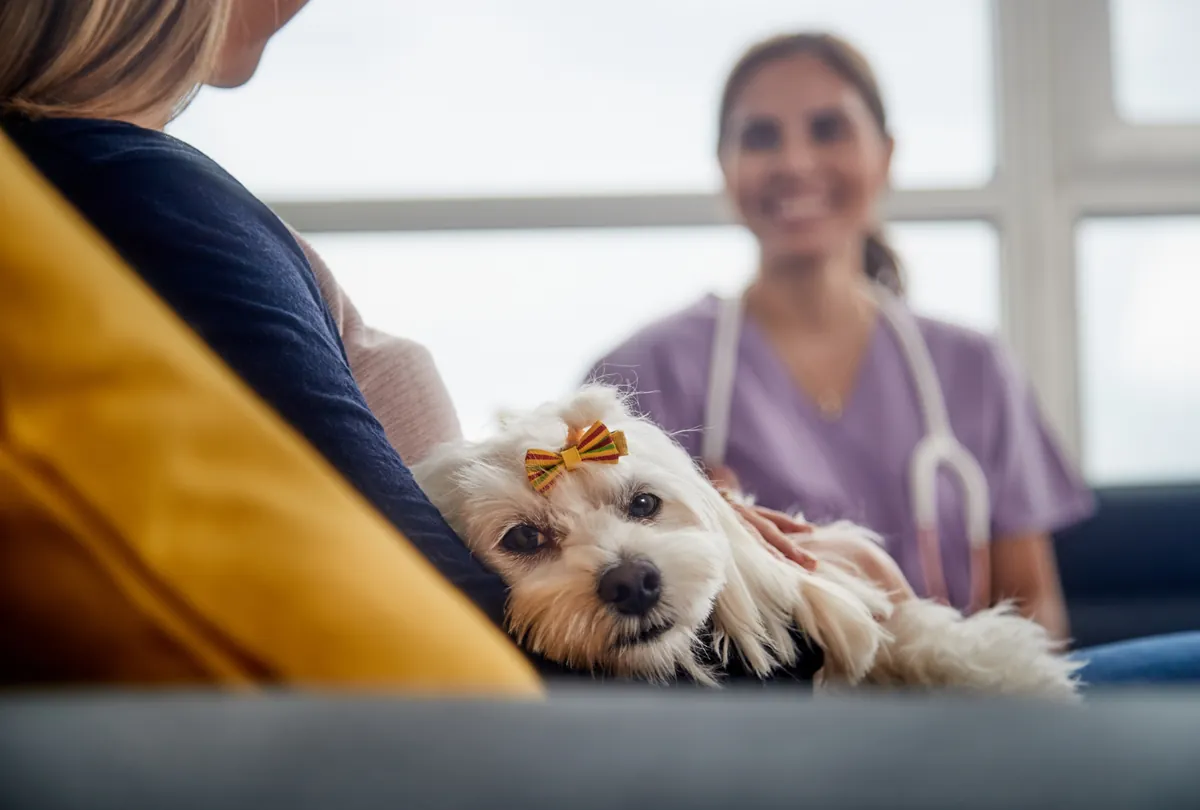 Small white dog with gold bow sitting on woman's lap during vet exam.