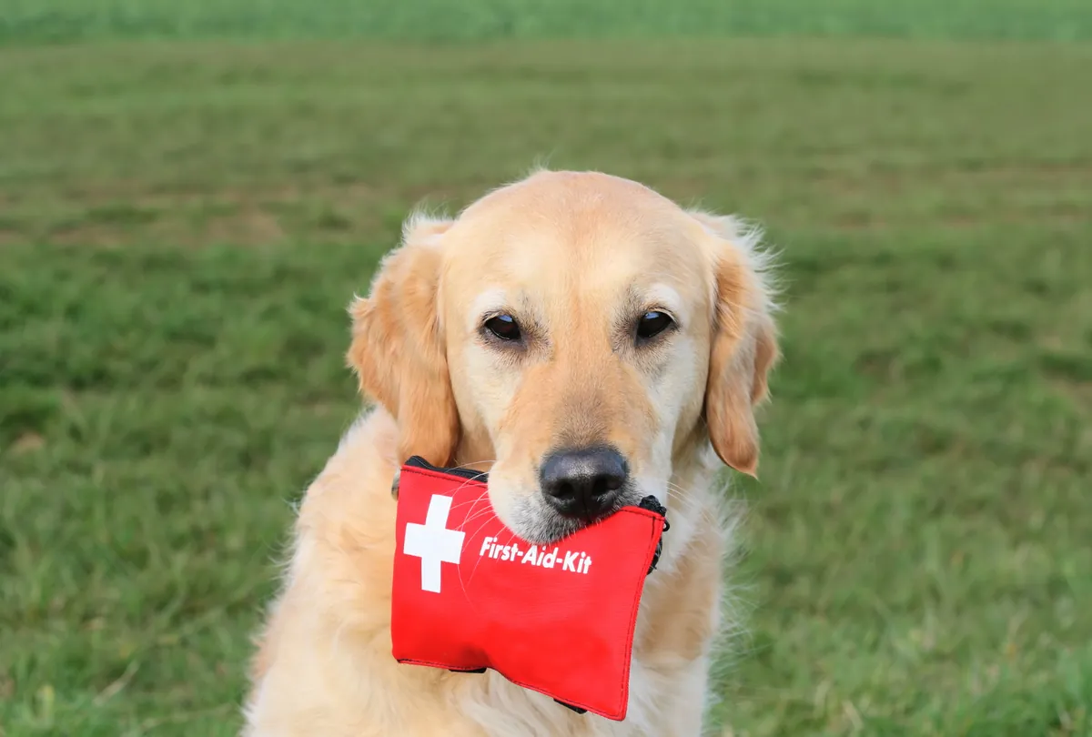 Emergency Preparedness for Dog Owners: A Must-Read Guide