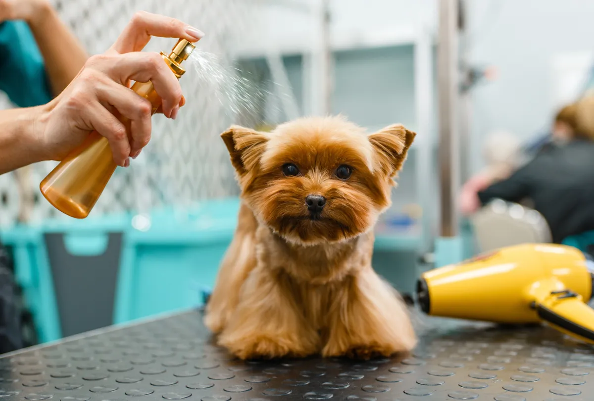 Finding the Perfect Scent: A Guide to Choosing Dog Perfume
