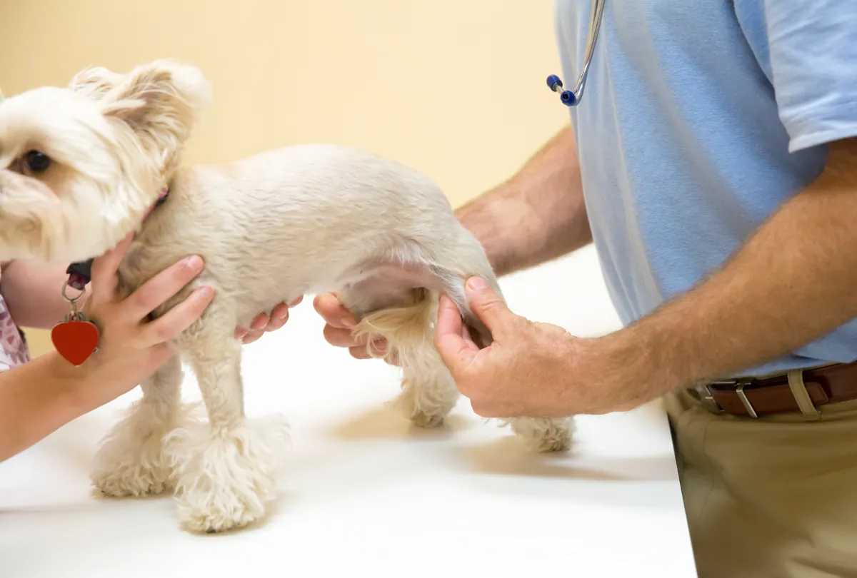 Effects of Poor Nutrition on Dogs weakens bone and causes joint issues.