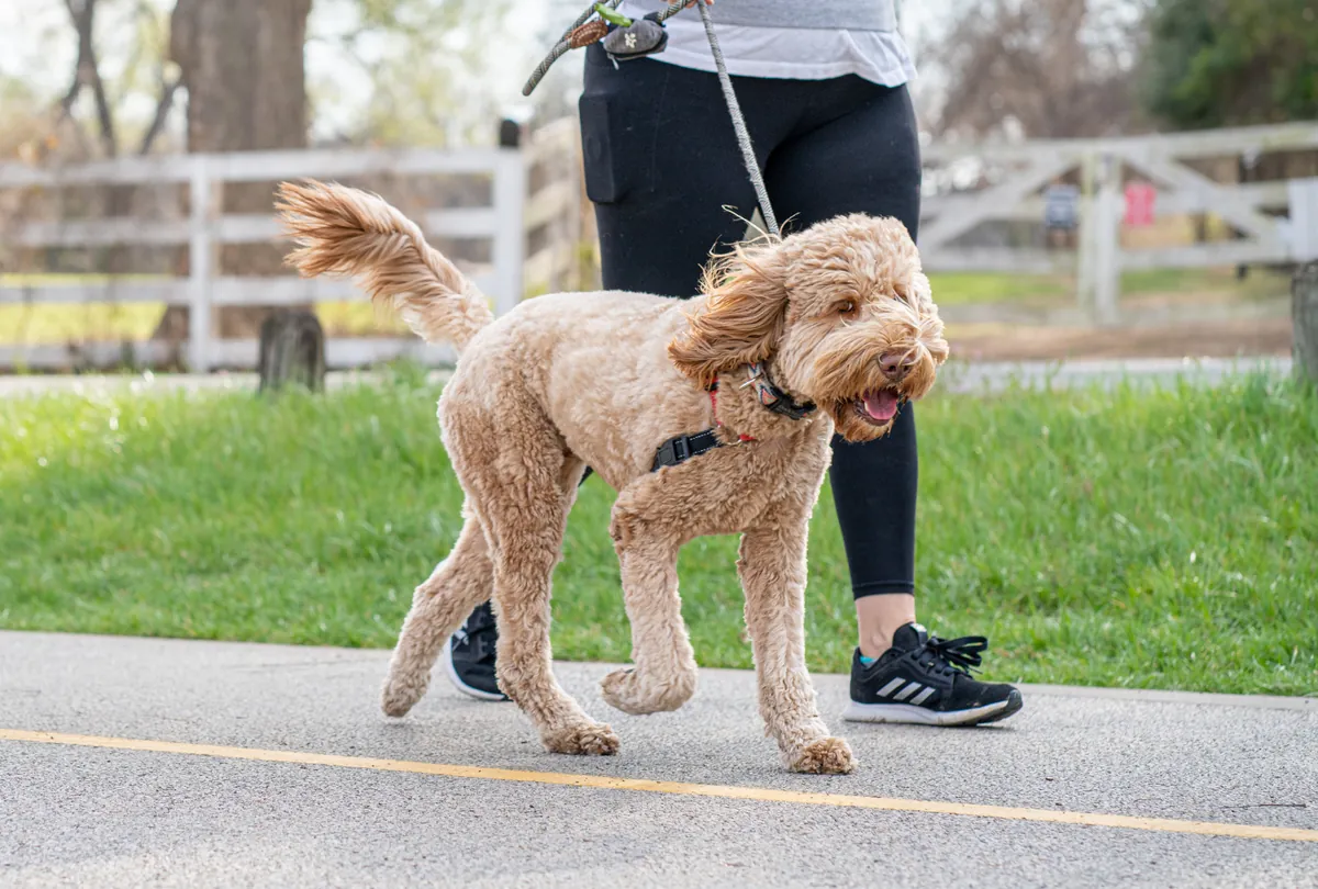 From Hyper to Harmonious: How Exercise Improves Dog Behavior