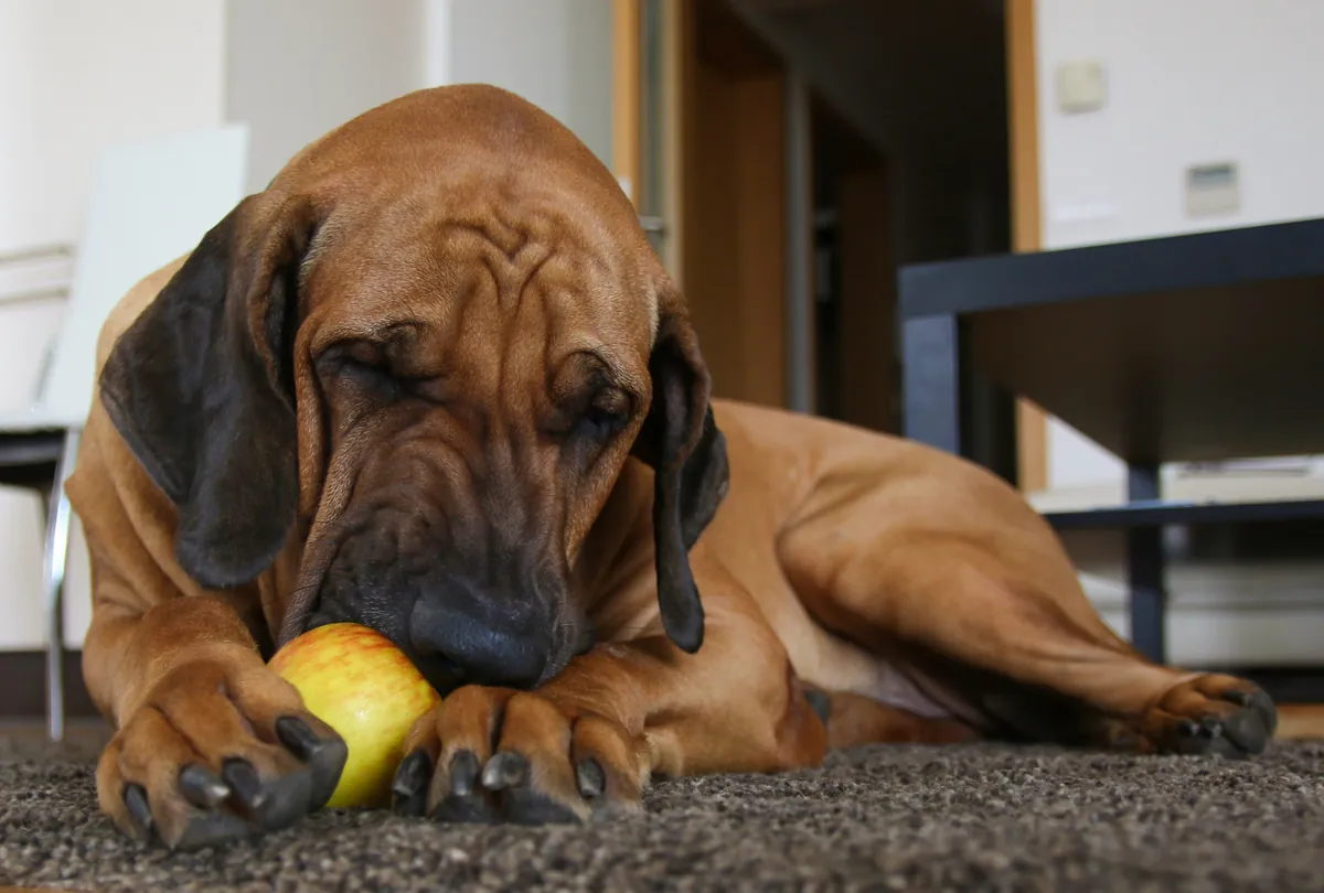 Chocolate brown dog lying on rug with shiny yellow apple.