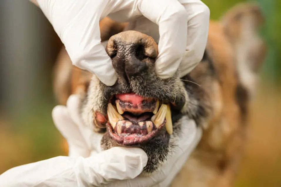 Veterinary hands showing dog's teeth and gums during dental inspection.