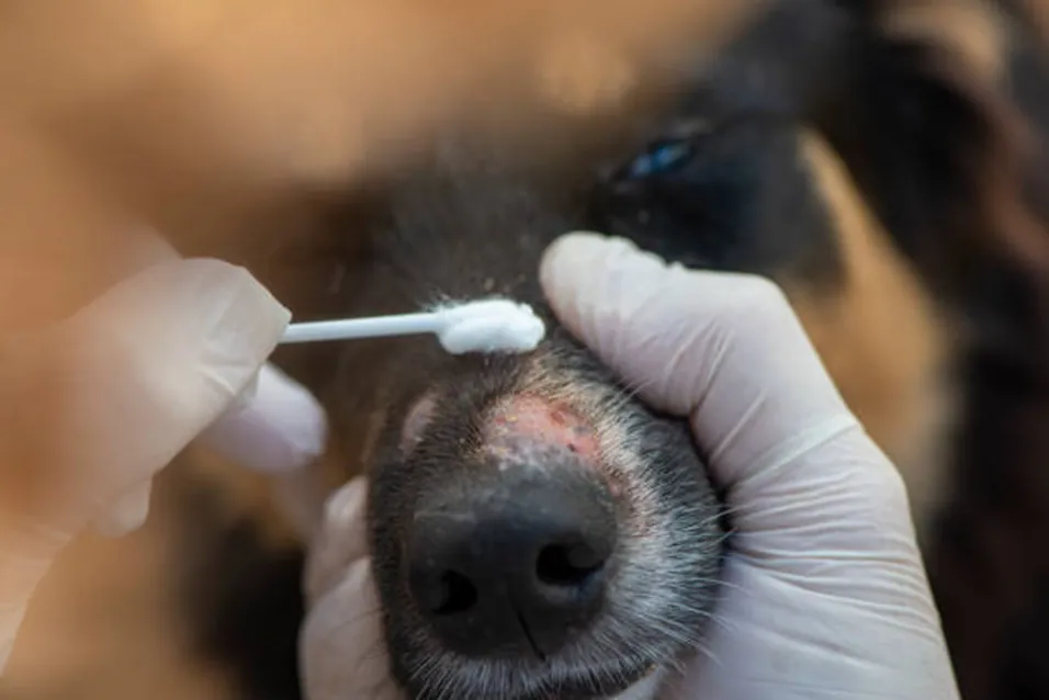 Veterinary hands applying gauze to brown dog's injured paw.