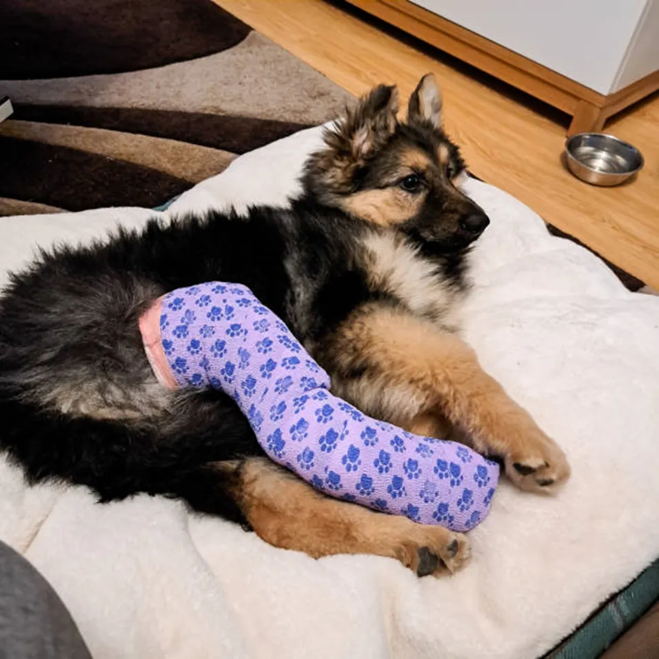 Dog receiving medical examination with cotton swab near ear.