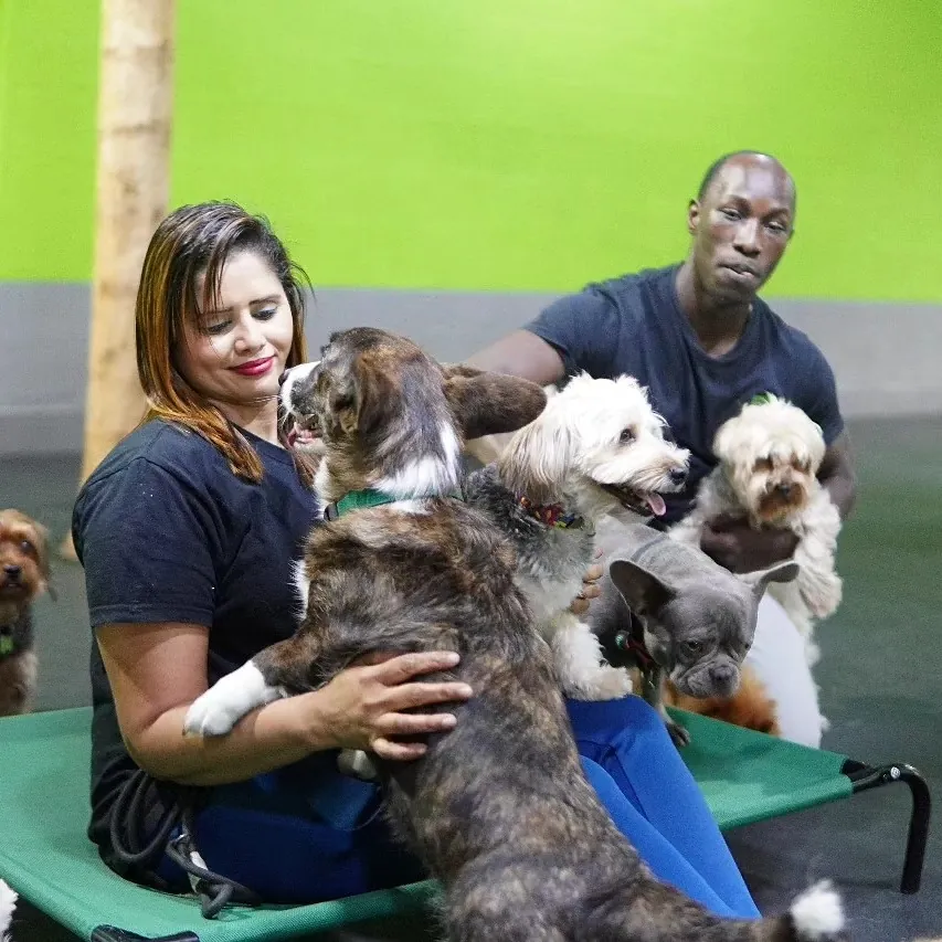 Woman and man sitting on floor with multiple dogs at daycare.