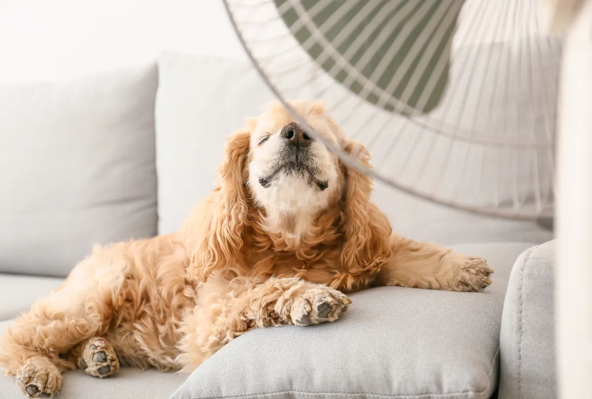 7 Ways to Keep Your Dog Cool and Comfortable in Dubai’s Heat