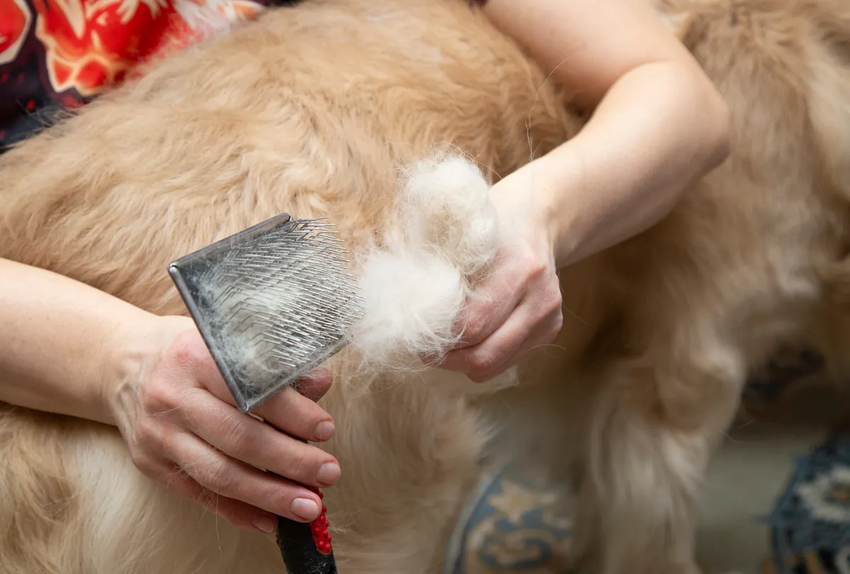 Tan golden dog's coat being brushed with slicker brush.