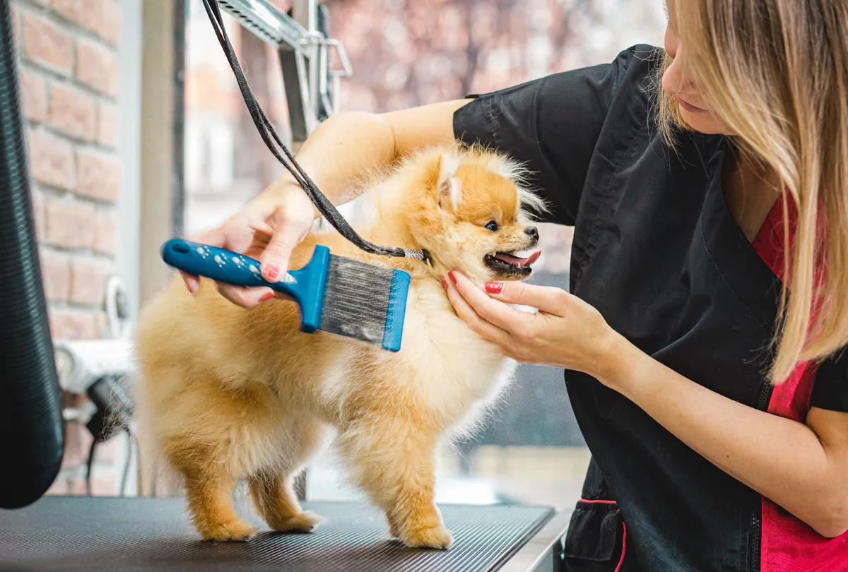 Tan pug on grooming table with blue and orange massage tool.