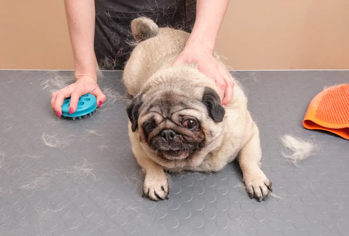 Tan and white husky getting bathed in veterinary tub.