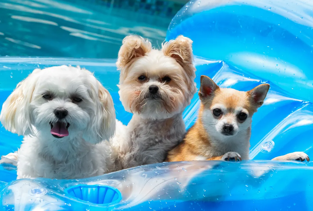 Two fluffy cream colored Chow Chow dogs against blue background.