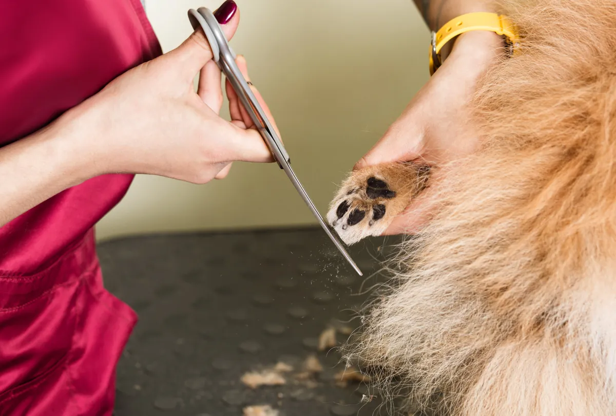 Tan and white corgi with tongue out being groomed with water.