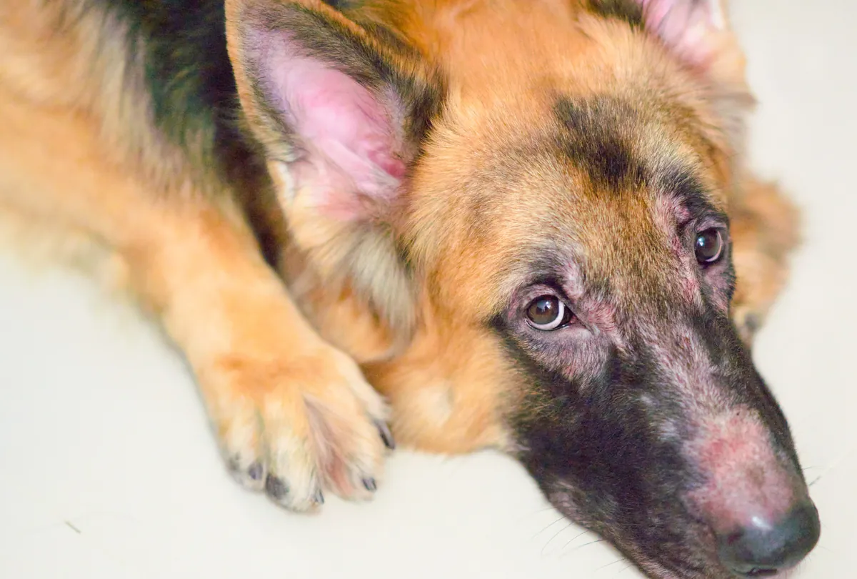 Tan and black German Shepherd close-up portrait to the side.