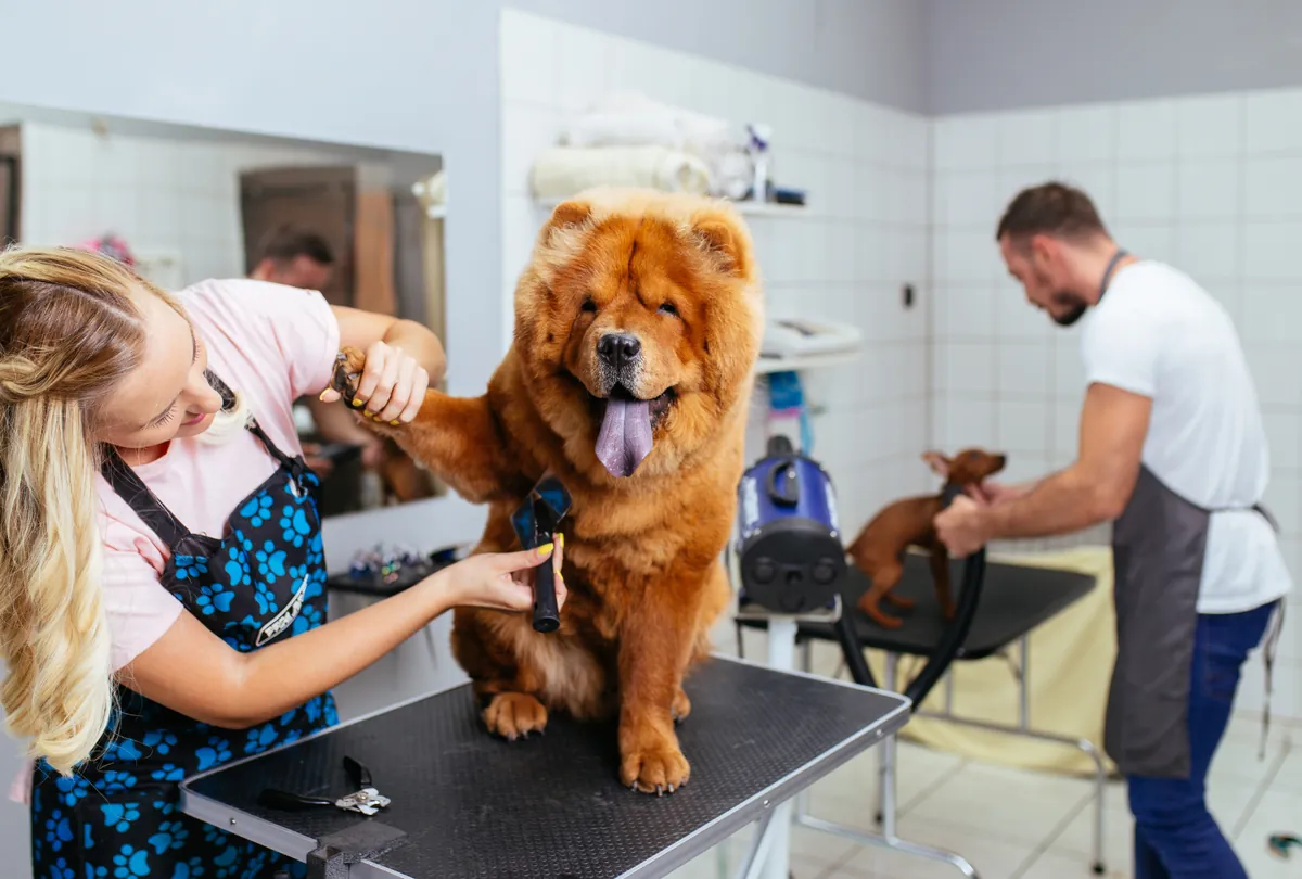 Red Chow Chow on grooming table with groomer trimming fur.