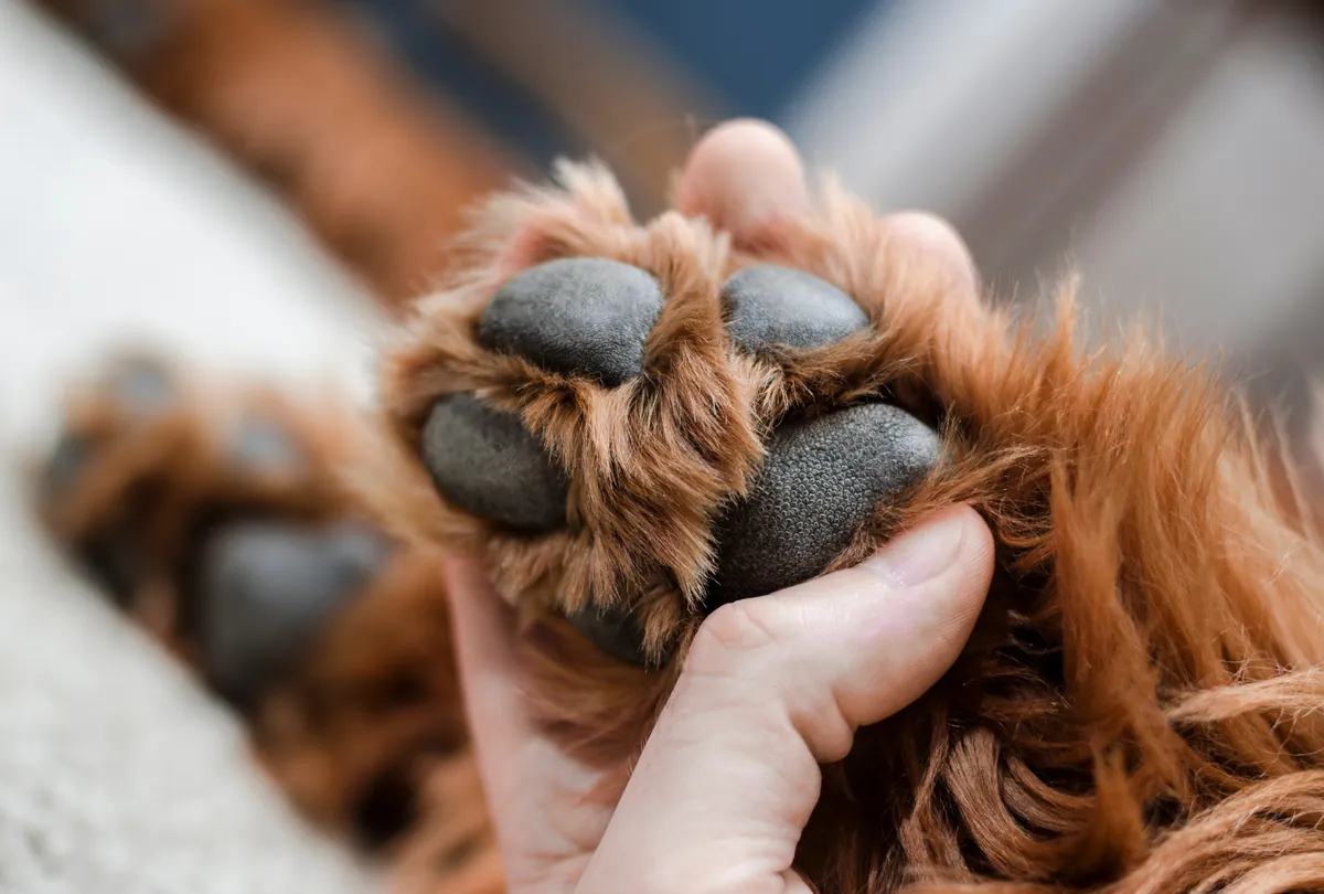 Tan dog on sidewalk wearing black protective paw booties.