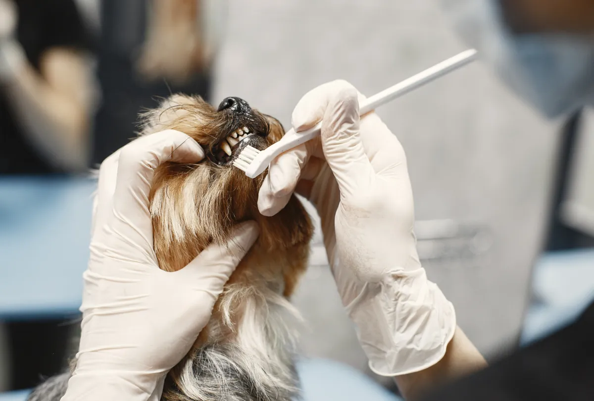 Veterinary professional brushing a brown and white dog's teeth during grooming care.