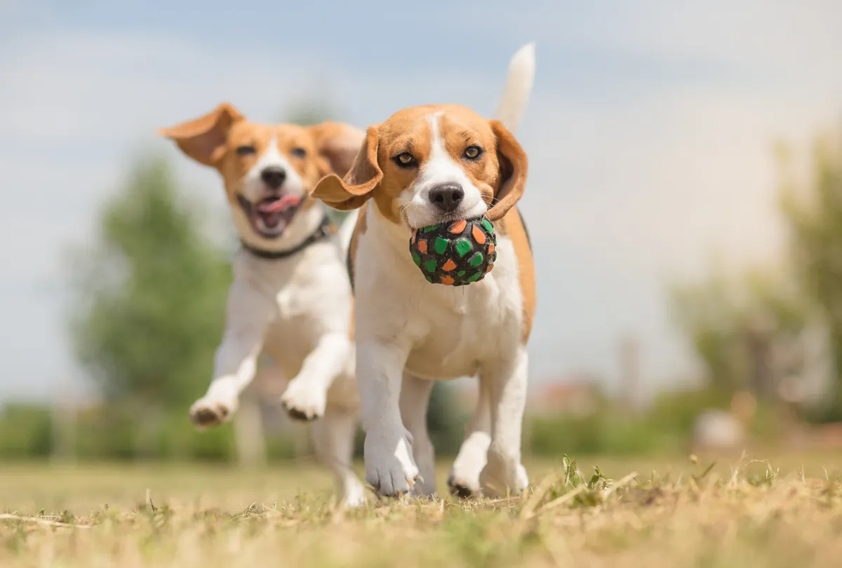 Physical Activity for Dogs: How Much is Needed for Good Health?