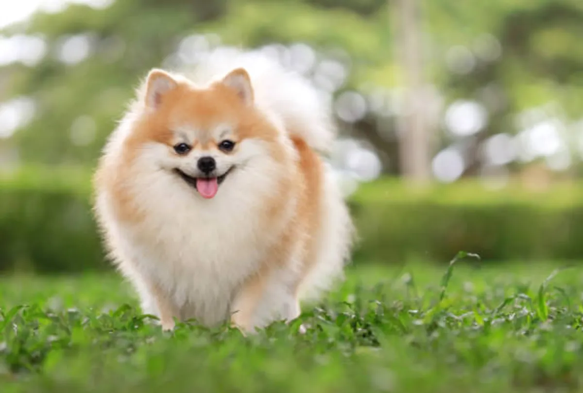 Fluffy tan and white Pomeranian standing on grass with a happy expression.