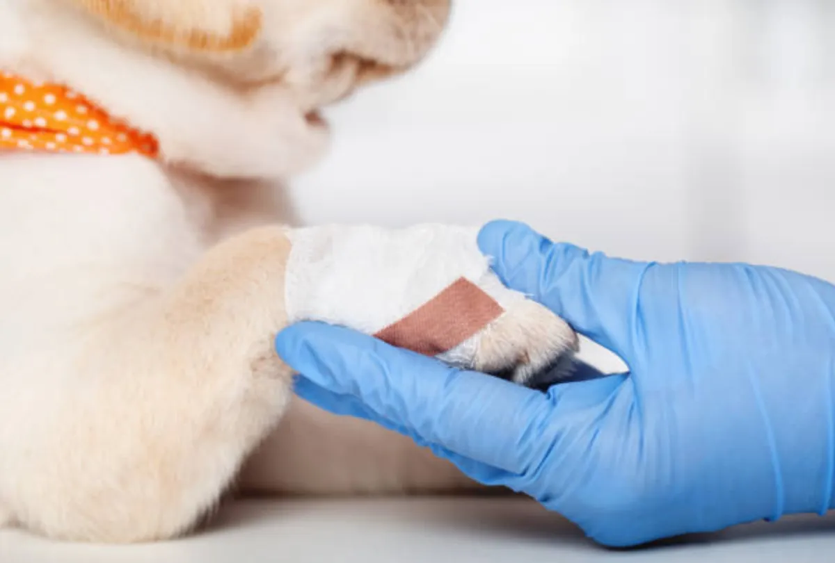 Burnt dog paw pad with protective white wrapping being treated by gloved hand.