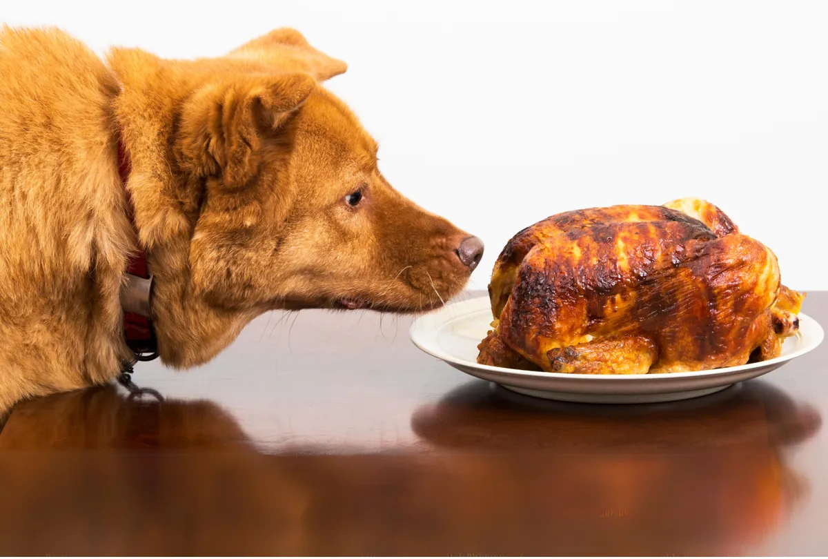 Top Dog Protein Sources: Boosting Your Pet’s Health Naturally