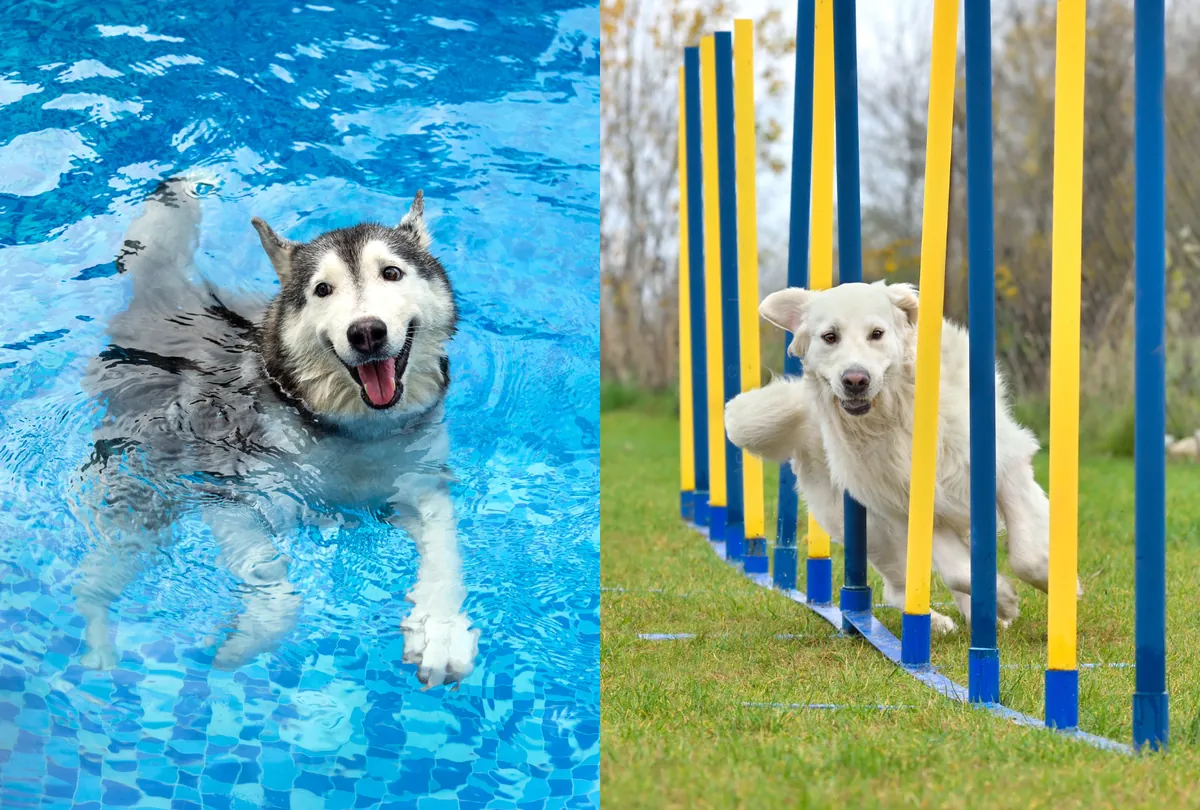 Husky swimming in blue pool and white dog running through yellow and blue obstacles.