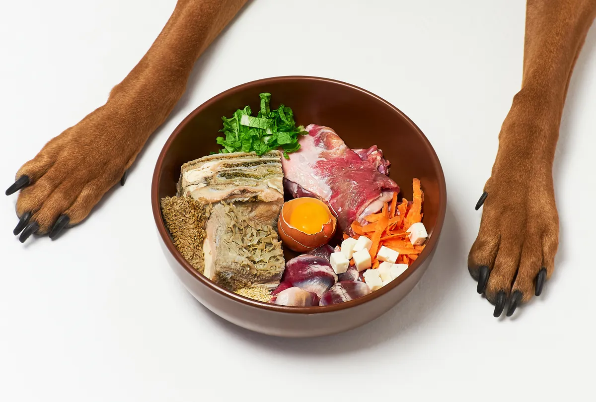 Brown dog paws beside a food bowl containing raw meat, egg, and vegetables.