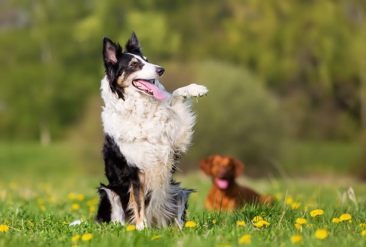 Black and white Corgi standing alert in grass with yellow dandelions.