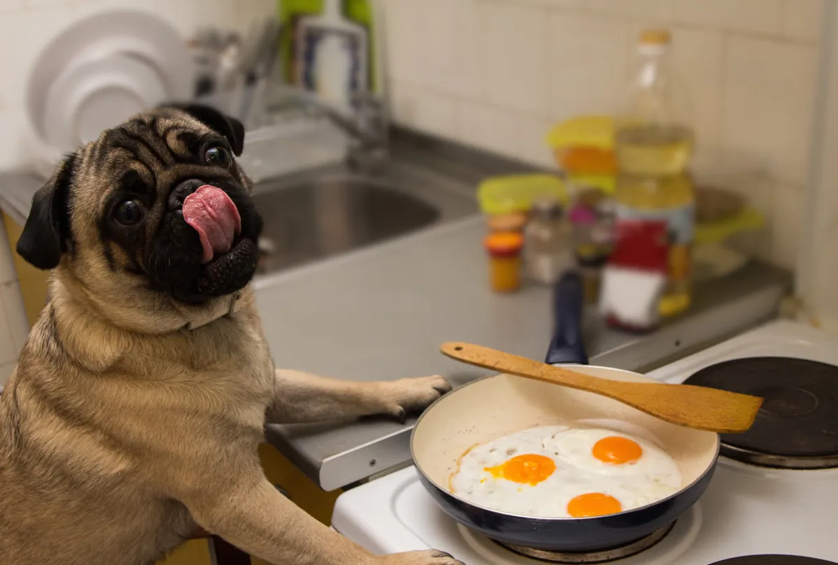 Pug with tongue out looking up at eggs cooking in a skillet on stove.