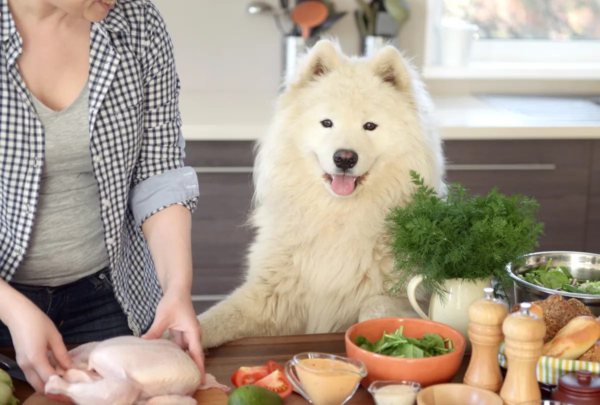 White fluffy dog watching as person prepares fresh vegetables and greens in kitchen.
