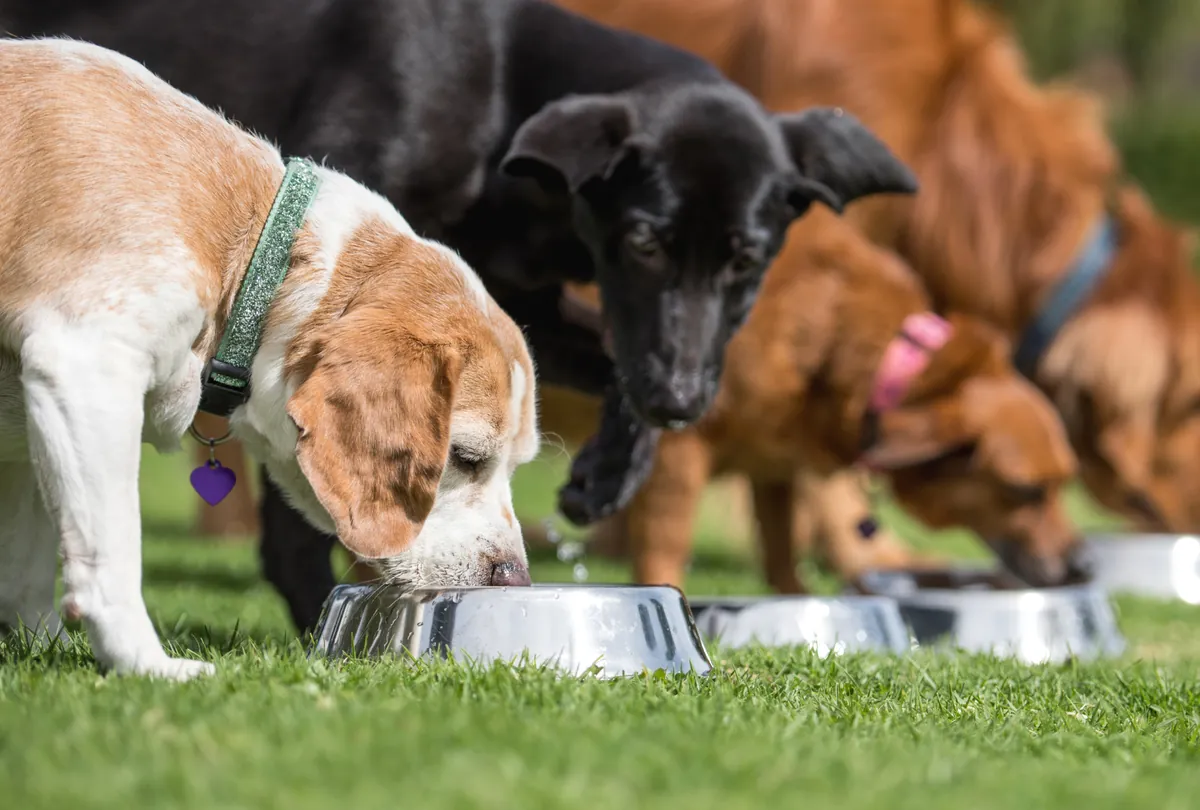 Multiple dogs of different colors eating from stainless steel bowls on grass.
