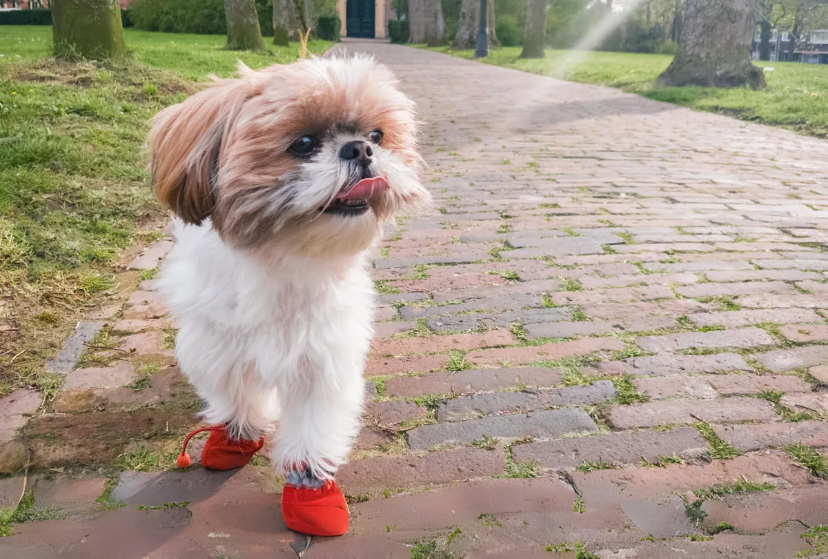 Small tan and white Shih Tzu wearing red protective booties walking on pavement.
