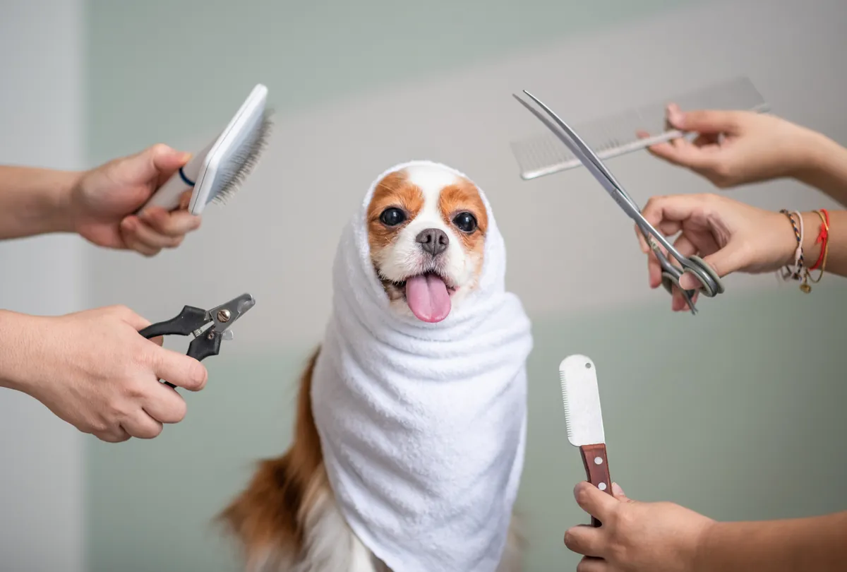 8 Common Dog Grooming Myths Debunked