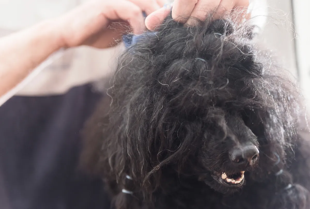 Black curly-haired dog being groomed with person's hands styling its fluffy coat.