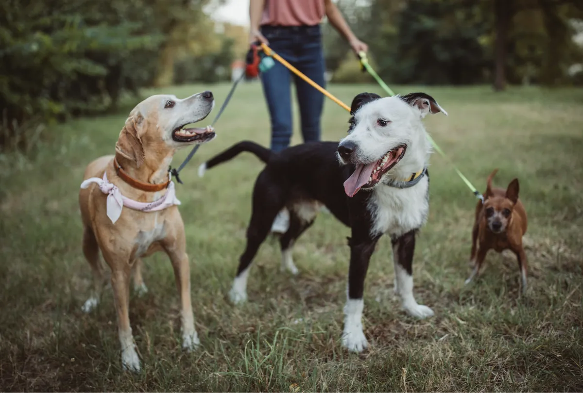 Three dogs of different sizes and colors walking on leashes in a green field.