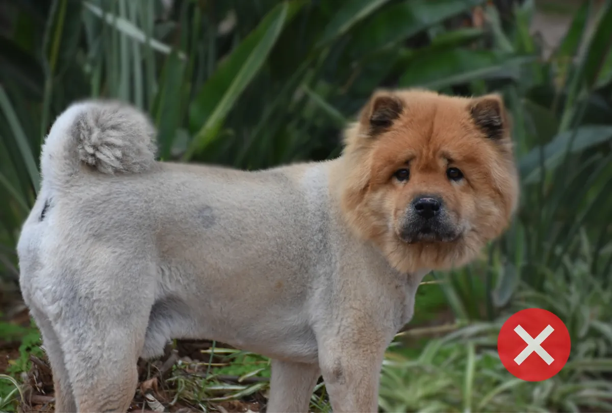 Chow Chow standing outdoors with a red circle and X icon marking a myth.