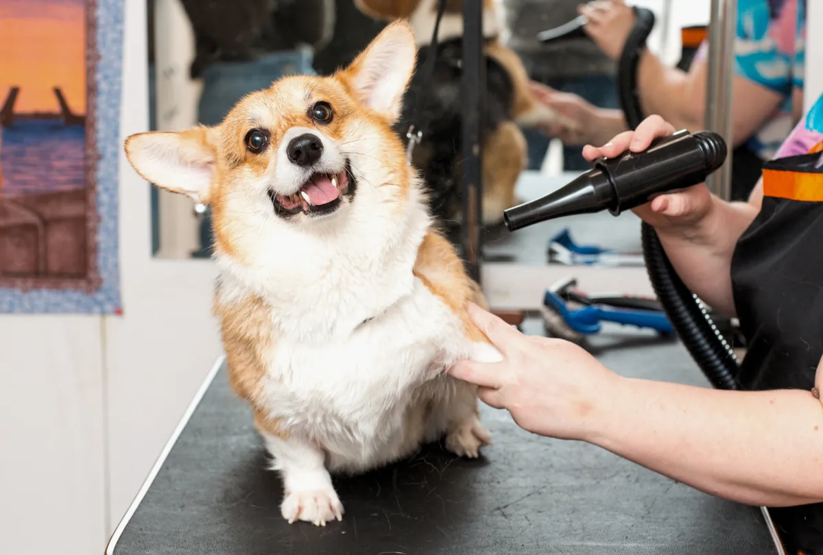 Brown and white Corgi being dried and groomed by a professional with hairdryer.