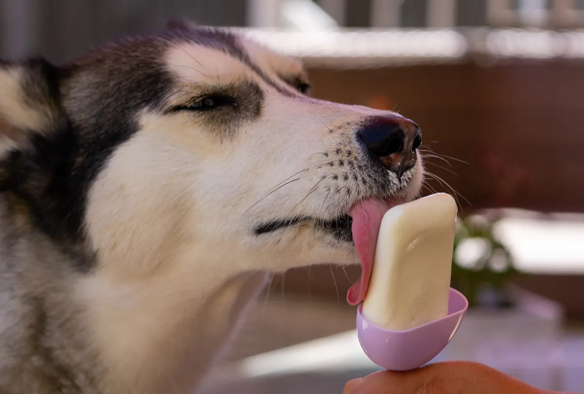 Black and white dog licking a pale cream-colored frozen popsicle treat.