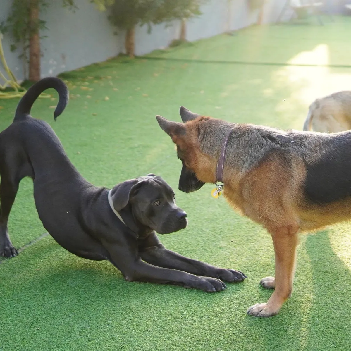 Decode Your Dog: Understanding Dog Body Language