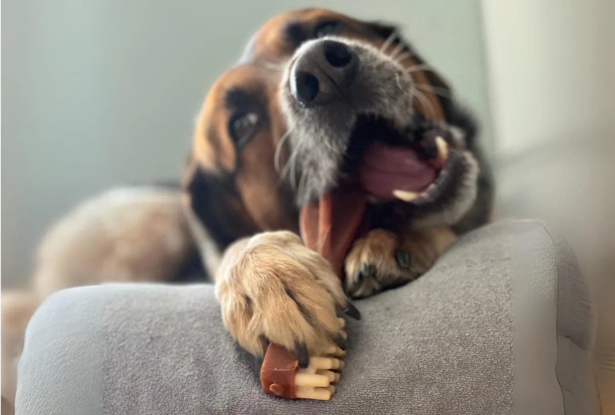 Brown dog lying down and chewing on a toy with mouth open in playful pose.